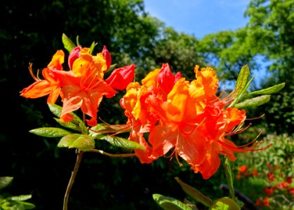 Rhododendron - Caerhayes Castle gardens - Cornwall, England - DSC02942