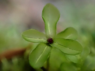 Rhizomnium glabrescens 141340096