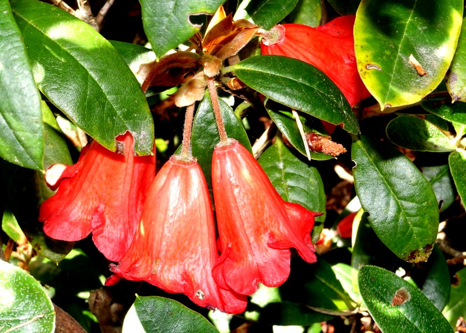 Rhododendron eudoxum - VanDusen Botanical Garden - Vancouver, BC - DSC06947