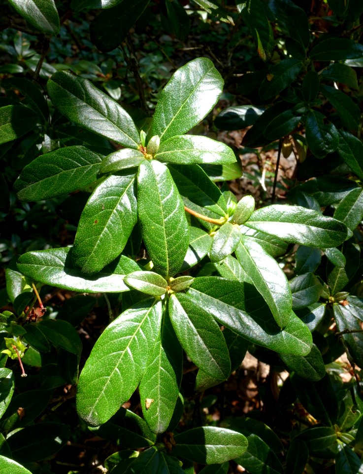 Rhododendron charitopes - VanDusen Botanical Garden - Vancouver, BC - DSC06969