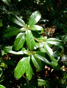 Rhododendron charitopes - VanDusen Botanical Garden - Vancouver, BC - DSC06969
