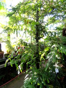 Retrophyllum rospigliosii (Decussocarpus rospigliosii) - Lyman Plant House, Smith College - DSC04249