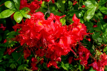 Rhododendron 'July Jester' - Savill Garden - Windsor Great Park, England - DSC06406