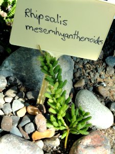 Rhipsalis mesembryanthemoides - Botanical Garden in Kaisaniemi, Helsinki - DSC03715