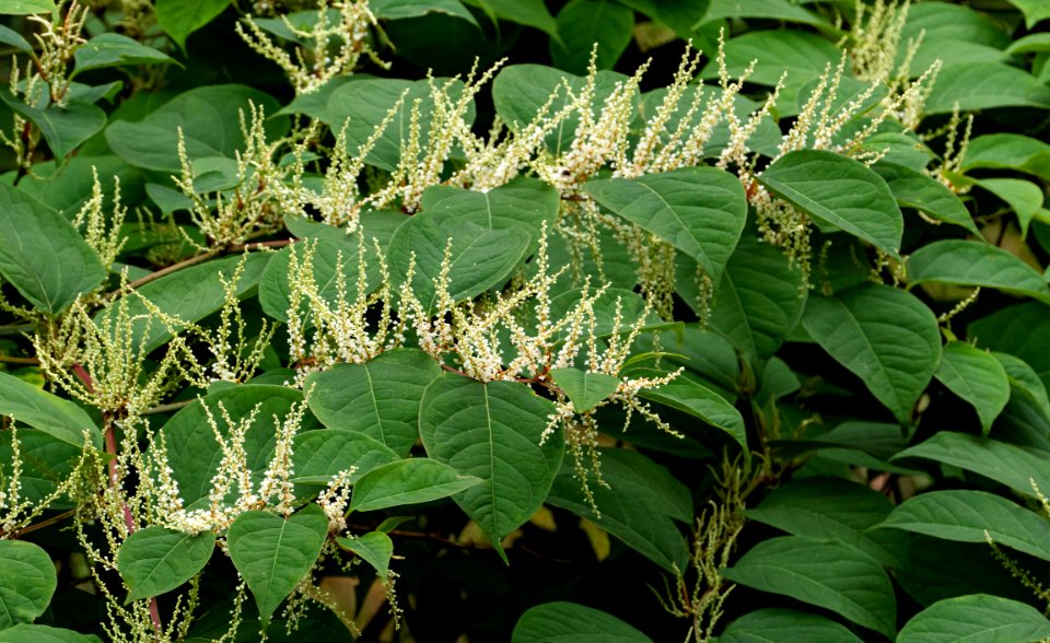 Reynoutria japonica in Brastad 4
