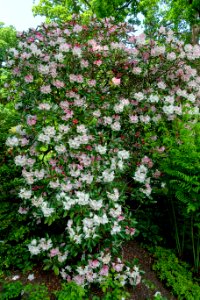 Rhododendron - Savill Garden - Windsor Great Park, England - DSC06312