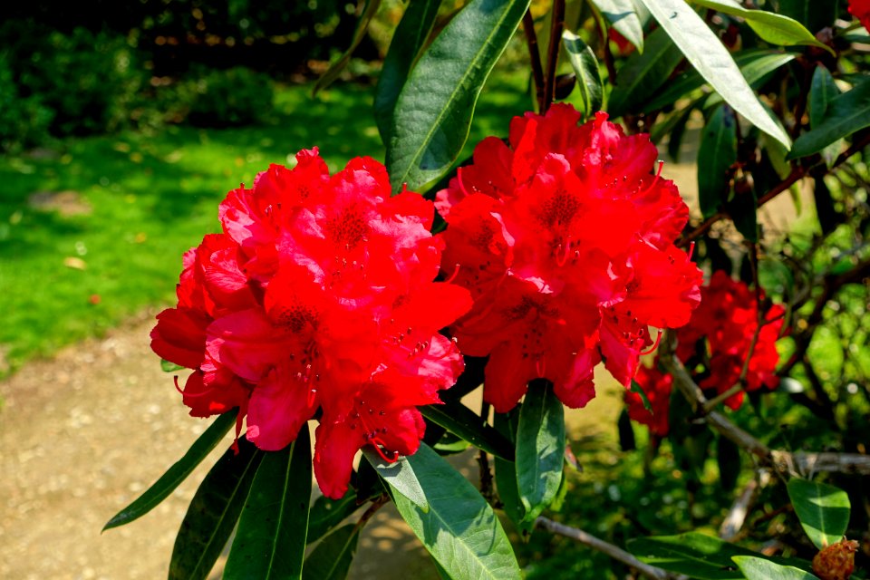 Rhododendron 'Mrs G.A. Sims' - Sheffield Park and Garden - East Sussex, England - DSC05482
