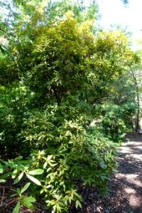 Rhododendron davidsonianum - VanDusen Botanical Garden - Vancouver, BC - DSC07328