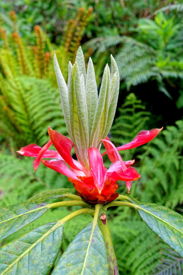 Rhododendron - Trewidden Garden - Cornwall, England - DSC02110