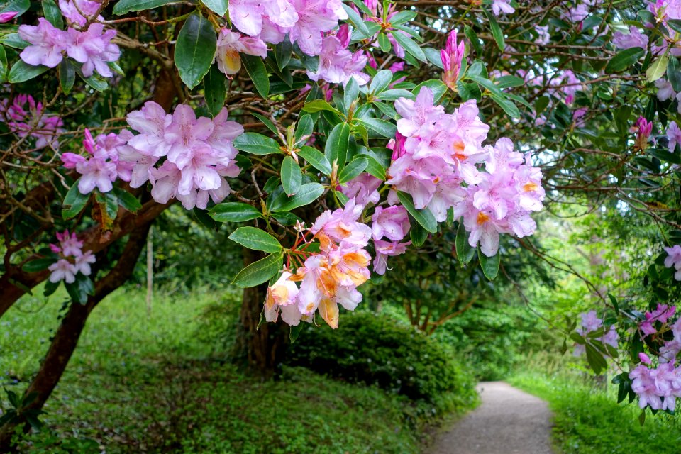 Rhododendron - Glendurgan Garden - Cornwall, England - DSC01785
