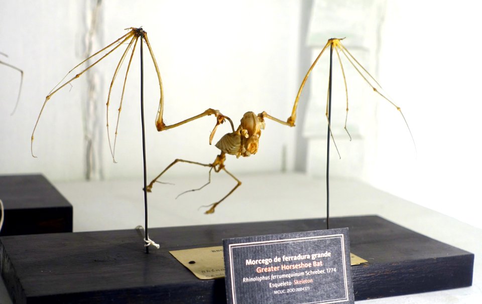 Rhinolophus ferrumequinum skeleton - Museu da Ciência da Universidade de Coimbra - University of Coimbra - Coimbra, Portugal - DSC09215