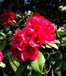 Rhododendron 'Lord Roberts' - Sheffield Park and Garden - East Sussex, England - DSC05377