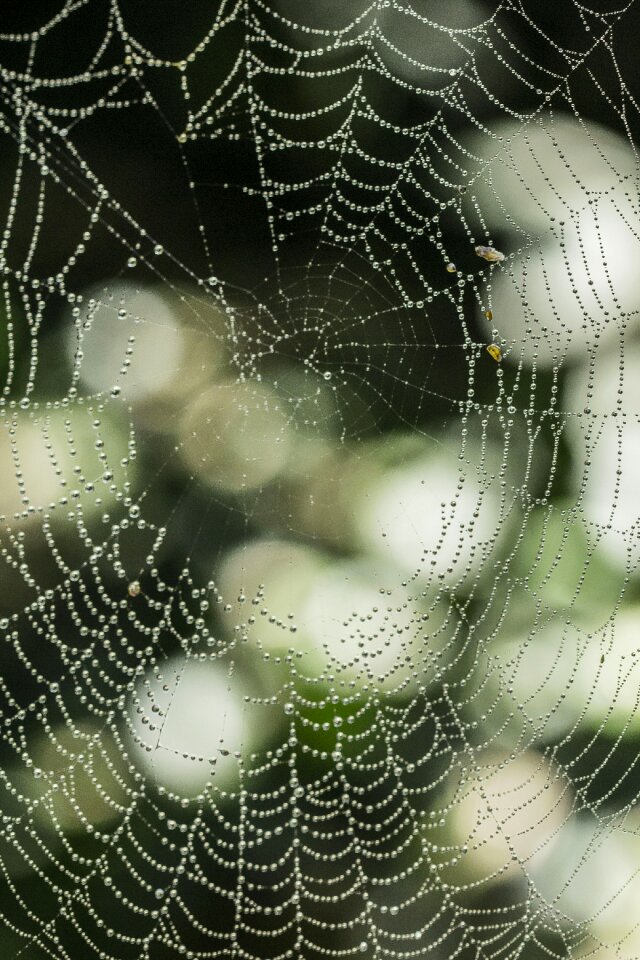 Arachnid animal spider