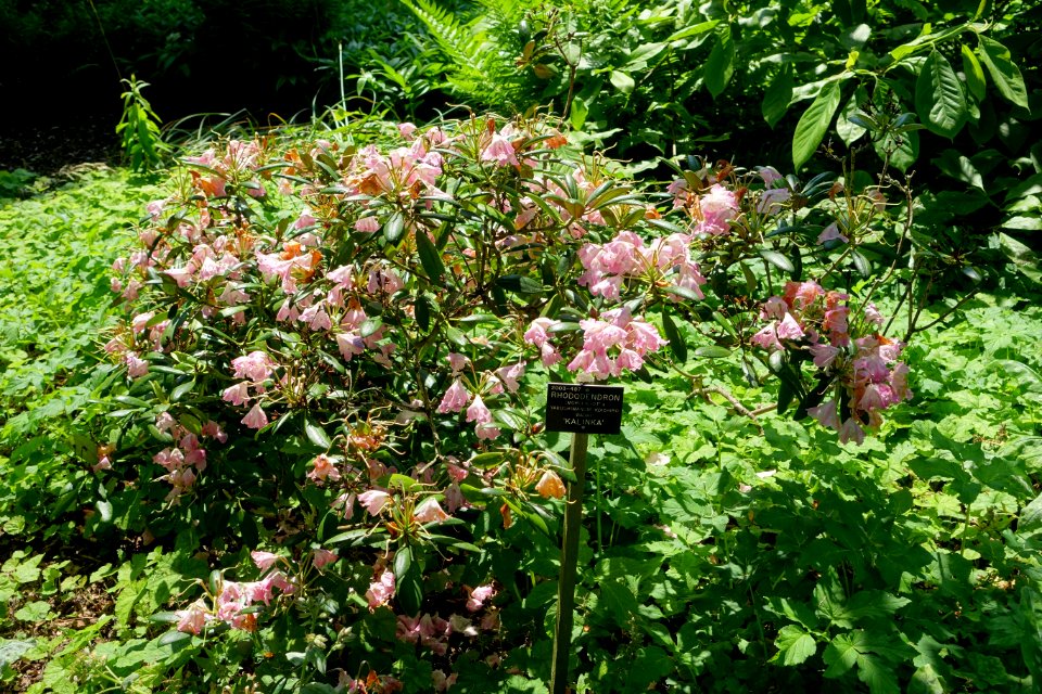 Rhododendron 'Kalinka' - Savill Garden - Windsor Great Park, England - DSC06250
