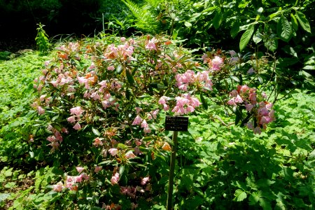 Rhododendron 'Kalinka' - Savill Garden - Windsor Great Park, England - DSC06250