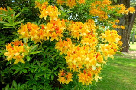 Rhododendron - Bowood - Wiltshire, England - DSC00401