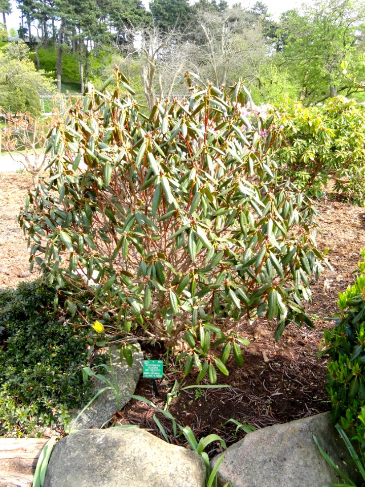 Rhododendron heliolepis var. heliolepis - University of Copenhagen Botanical Garden - DSC07552