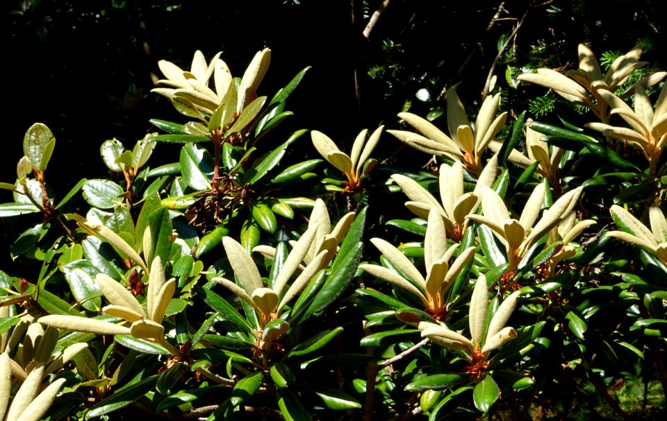 Rhododendron degronianum ssp. yakushimanum - VanDusen Botanical Garden - Vancouver, BC - DSC07101