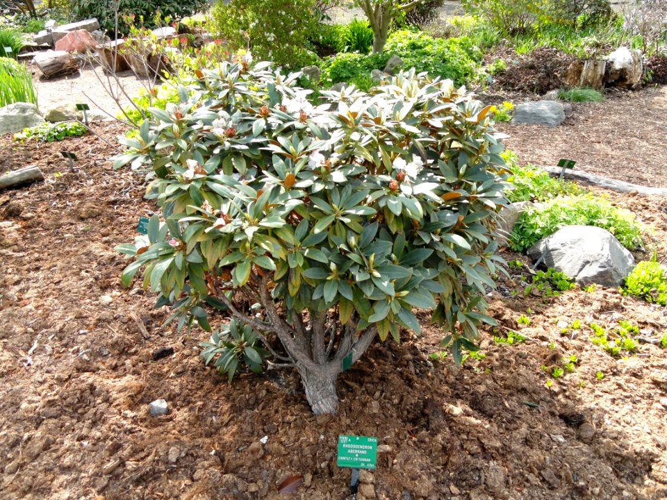 Rhododendron aberrans - University of Copenhagen Botanical Garden - DSC07582