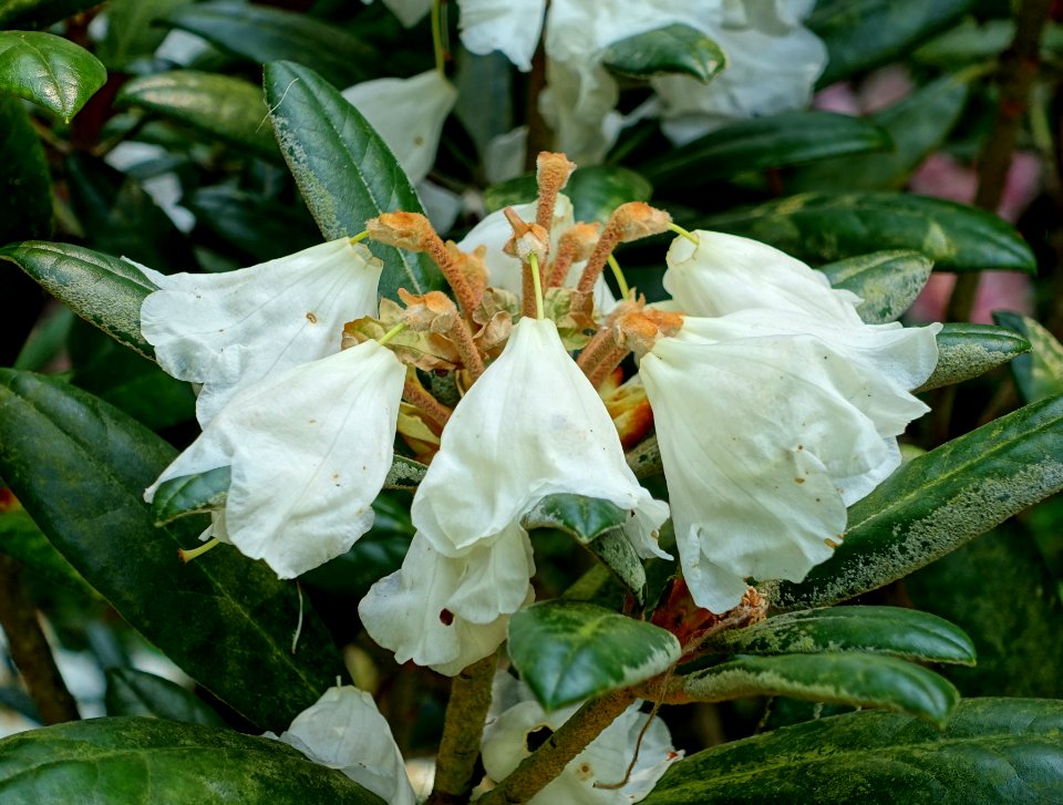 Rhododendron 'Hydon Velvet' - Savill Garden - Windsor Great Park, England - DSC06060