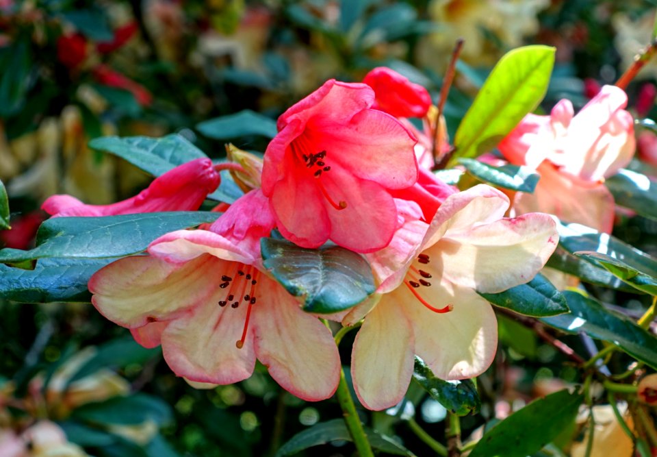 Rhododendron 'Hydon Harrier' - Savill Garden - Windsor Great Park, England - DSC06184