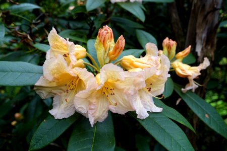 Rhododendron - Hillier Gardens - Romsey, Hampshire, England - DSC04614