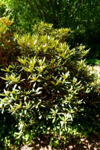 Rhododendron adenogynum - UBC Botanical Garden - Vancouver, Canada - DSC07744