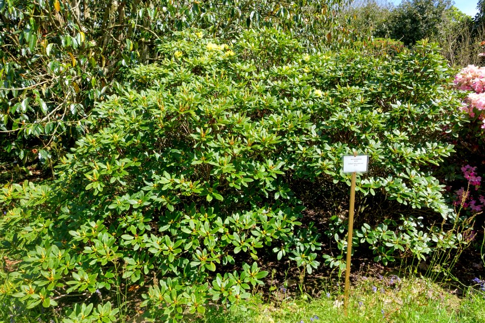 Rhododendron 'Hotei' - Caerhayes Castle gardens - Cornwall, England - DSC03128