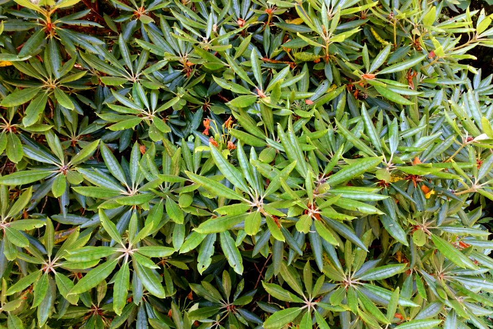 Rhododendron hyperythrum - UBC Botanical Garden - Vancouver, Canada - DSC08045