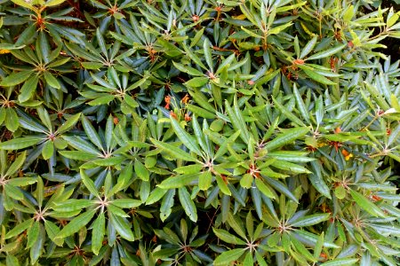 Rhododendron hyperythrum - UBC Botanical Garden - Vancouver, Canada - DSC08045