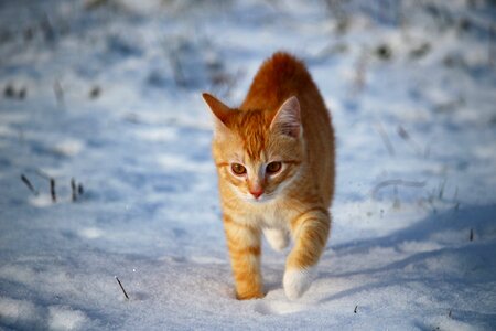 Red cat young cat red mackerel tabby photo