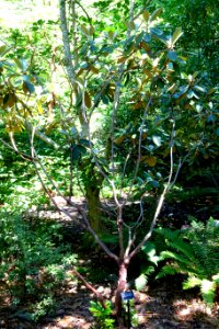 Rhododendron hodgsonii - VanDusen Botanical Garden - Vancouver, BC - DSC07017