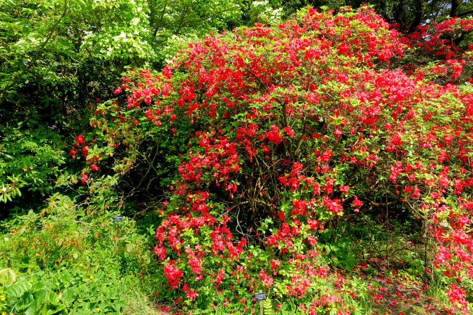 Rhododendron 'July Jester' - Savill Garden - Windsor Great Park, England - DSC06408