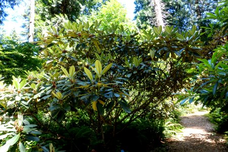 Rhododendron hodgsonii - UBC Botanical Garden - Vancouver, Canada - DSC08082