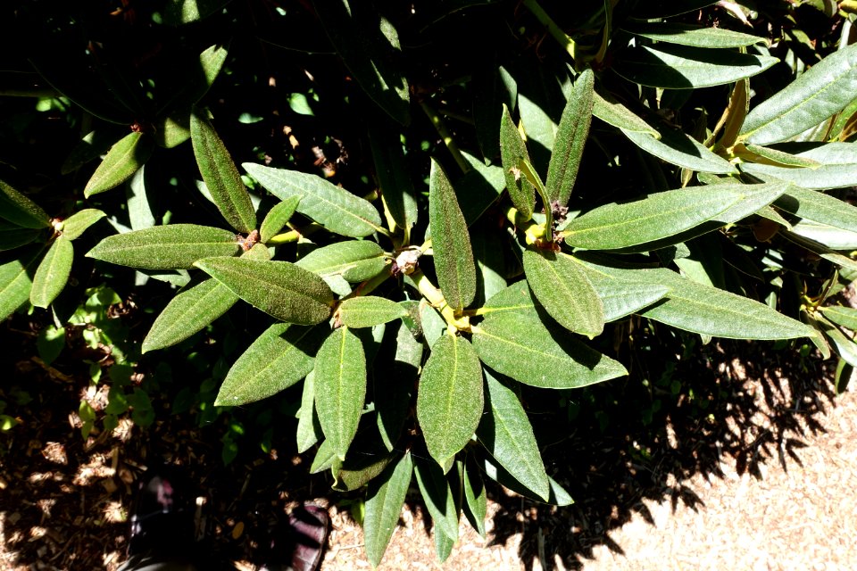 Rhododendron adenogynum - UBC Botanical Garden - Vancouver, Canada - DSC07745