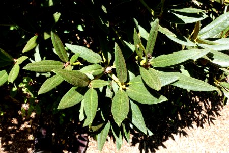 Rhododendron adenogynum - UBC Botanical Garden - Vancouver, Canada - DSC07745