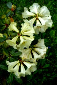 Rhododendron - Glendurgan Garden - Cornwall, England - DSC01825
