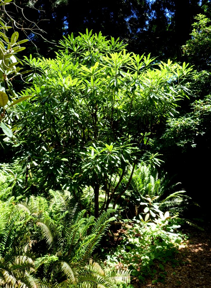 Rhododendron calophytum var. openshawianum - UBC Botanical Garden - Vancouver, Canada - DSC08104