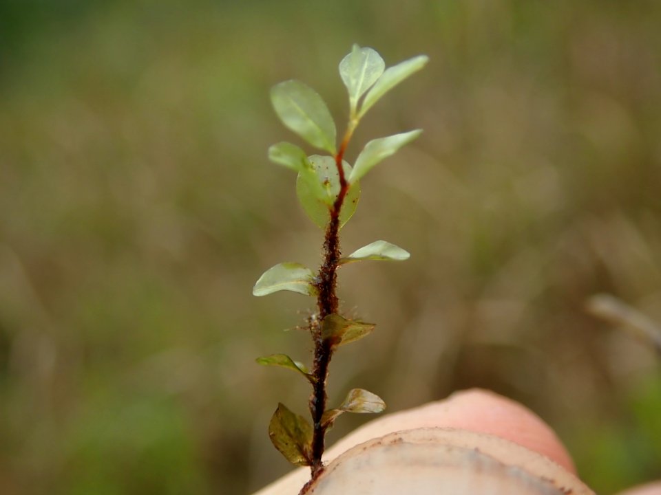 Rhizomnium magnifolium 97633765