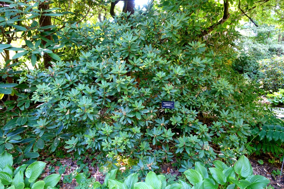 Rhododendron aberconwayi - VanDusen Botanical Garden - Vancouver, BC - DSC06783