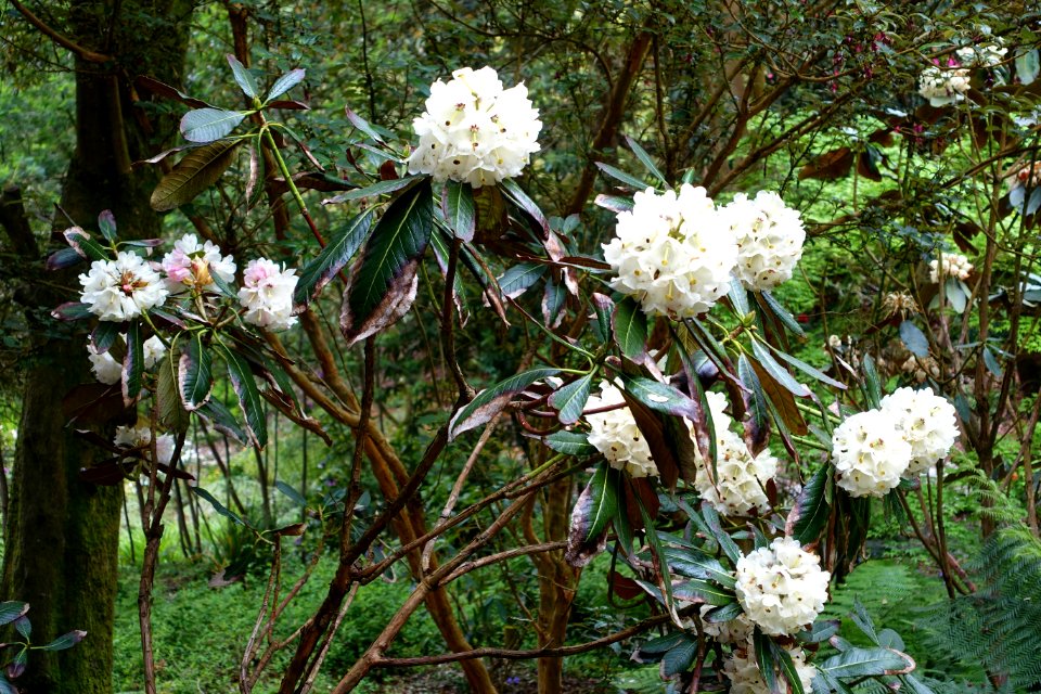 Rhododendron falconeri ssp. eximium - Trebah Garden - Cornwall, England - DSC01337