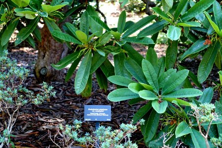 Rhododendron calophytum - VanDusen Botanical Garden - Vancouver, BC - DSC06925