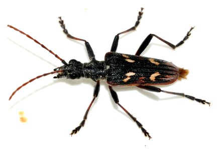 Rhagium-bifasciatum-02-fws