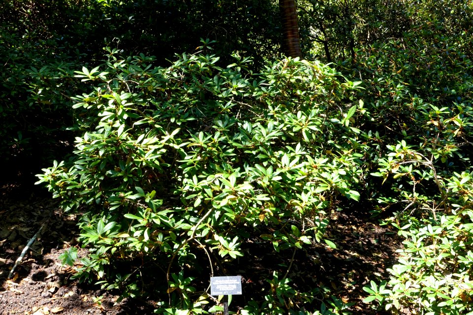 Rhododendron forrestii - VanDusen Botanical Garden - Vancouver, BC - DSC07311