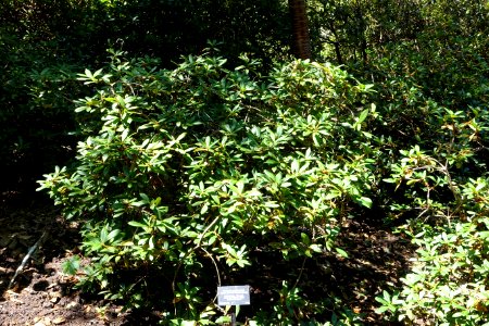 Rhododendron forrestii - VanDusen Botanical Garden - Vancouver, BC - DSC07311