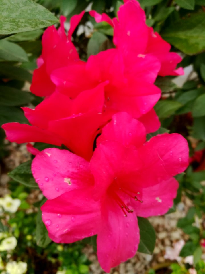 Rhododendron in Mount Wutong of Shenzhen, picture2