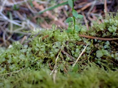 Rhizomnium glabrescens 141340080