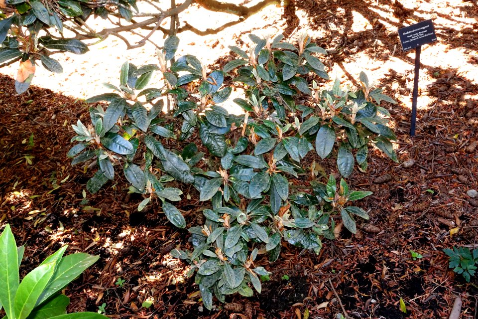 Rhododendron adenogynum - VanDusen Botanical Garden - Vancouver, BC - DSC06953