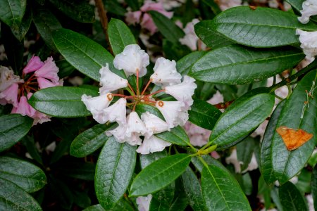 Rhododendron argyrophyllum - Hillier Gardens - Romsey, Hampshire, England - DSC04729