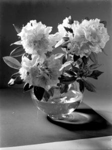 Rhododendron in een vaas van Leerdam, Bestanddeelnr 190-0677
